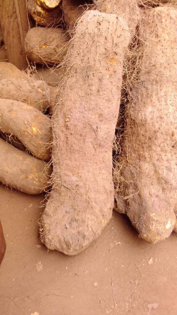 Yam Extra-large